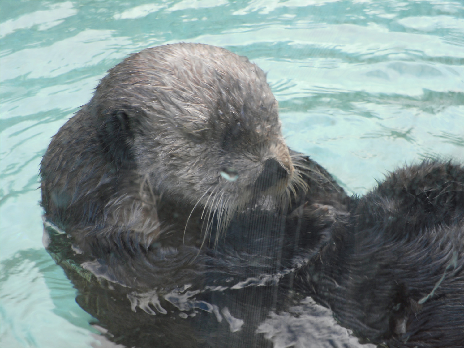 Newport, OR- Oregon Coast Aquarium-sea otter